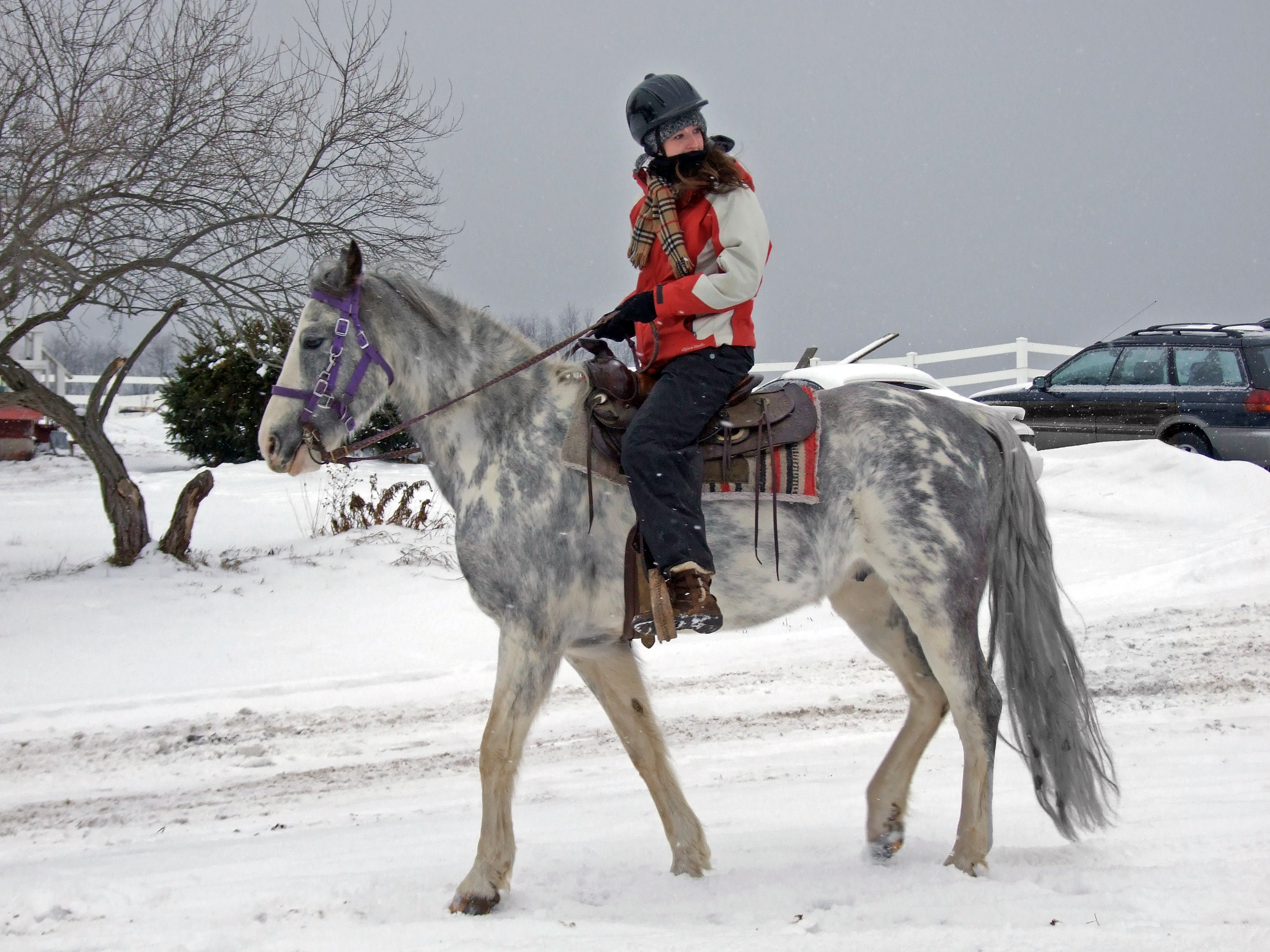 Horseback riding in winter